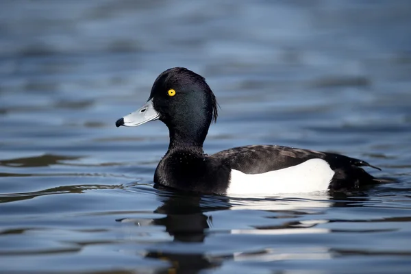 Büschelente, Aythya fuligula — Stockfoto