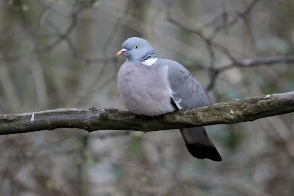 Wood pigeon, Columba palumbus — Stock Photo, Image