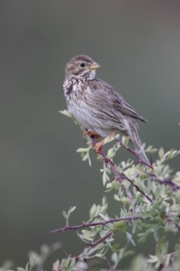 tarla kiraz kuşu, emberiza calandra 
