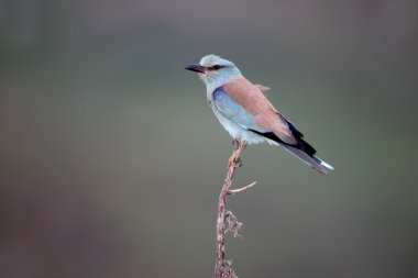 Avrupa-makara coracias garrulus