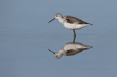 Greenshank, Tringa nebularia 