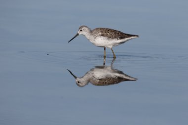 Greenshank, Tringa nebularia 