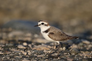 Akça cılıbıt, charadrius alexandrinus