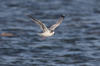 Küçük martı Larus sylviella 