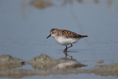 küçük bir ölçü calidris minuta 