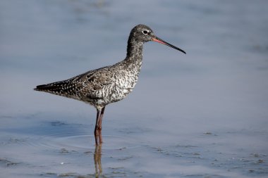 Benekli redshank, tringa erythropus