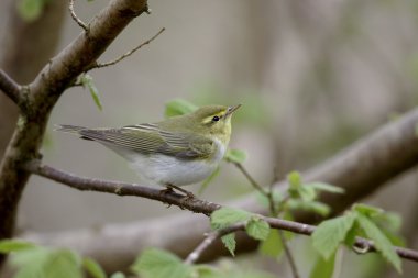 ahşap çıvgın, phylloscopus sibilatrix