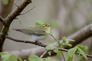 ahşap çıvgın, phylloscopus sibilatrix