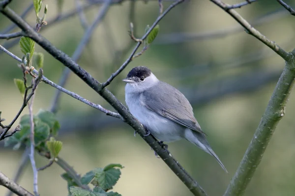 Blackcap, Sylvia atricapilla — Stock Photo, Image