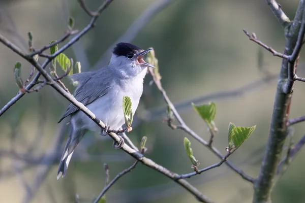 Berretto nero, Sylvia atricapilla — Foto Stock