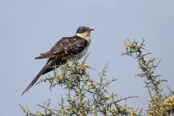 Great-spotted cuckoo, Clamator glandarius — Stock Photo, Image