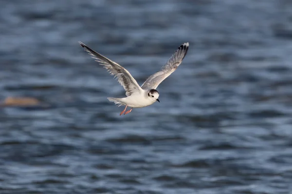 Dwergmeeuw, Larus minutus — Stockfoto