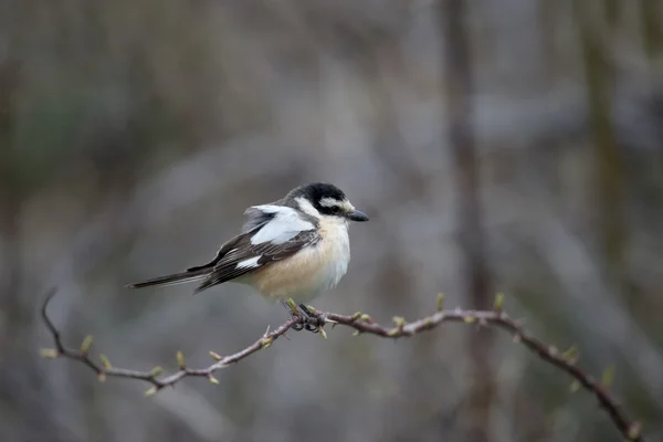 Gemaskerde shrike, Lanius nubicus — Stockfoto