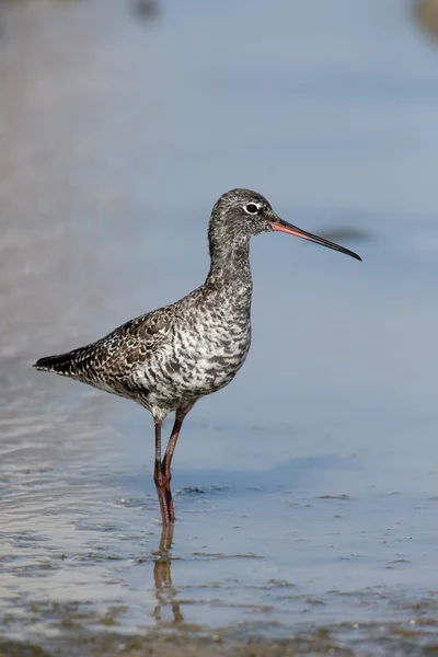 Vodouš tmavý, tringa erythropus — Stock fotografie