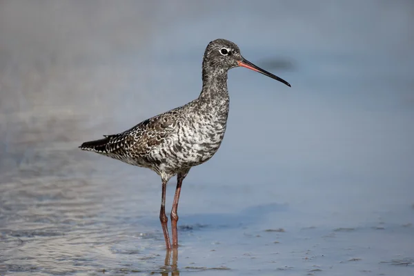 Benekli redshank, tringa erythropus — Stok fotoğraf