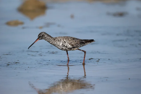 Spotted redshank, Tringa erythropus — Stok Foto