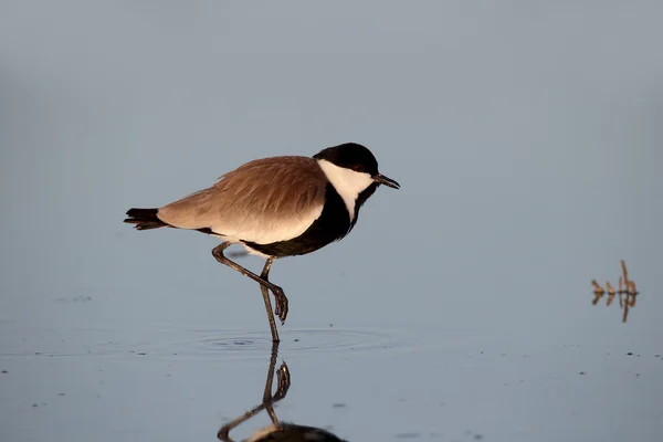 Spur-winged plover or lapwing, Vanellus spinosus — Stock Photo, Image