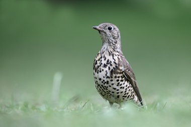 Ökse ardıç, turdus viscivorus