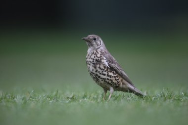 Ökse ardıç, turdus viscivorus