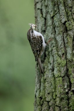 Tırmaşık kuşugiller, certhia familiaris