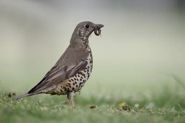 Wykazały pleśniawki, turdus viscivorus — Zdjęcie stockowe