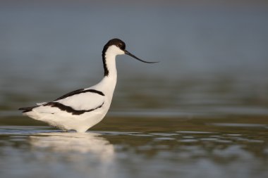 kılıçgaga, recurvirostra avosetta 