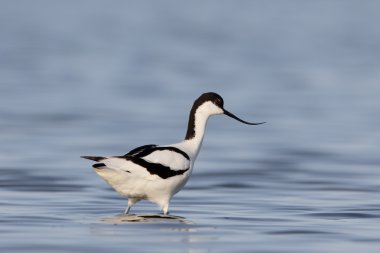 kılıçgaga, recurvirostra avosetta 