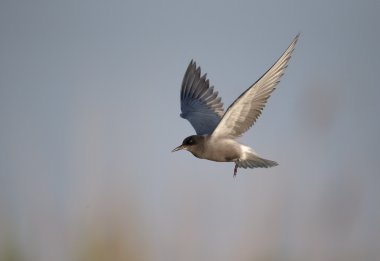 Siyah sumru, Chlidonias Nijer