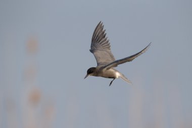 Siyah sumru, Chlidonias Nijer