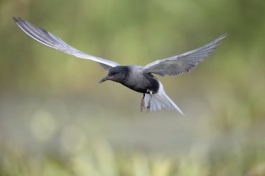 Siyah sumru, Chlidonias Nijer