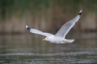 Hazar martı Larus cachinnans