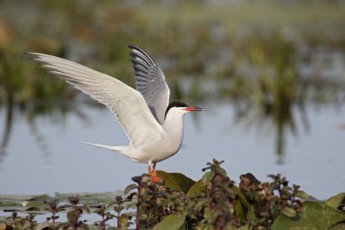 Yaygın Tern, Sterna hirundo