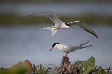 Yaygın Tern, Sterna hirundo