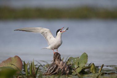 Yaygın Tern, Sterna hirundo