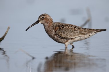 Kızıl kum kuşu, calidris ferruginea 