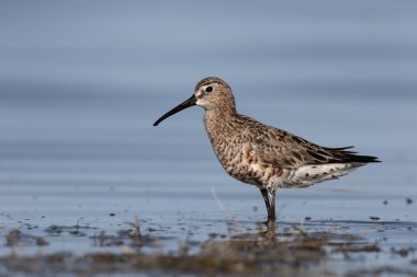 Kızıl kum kuşu, calidris ferruginea 