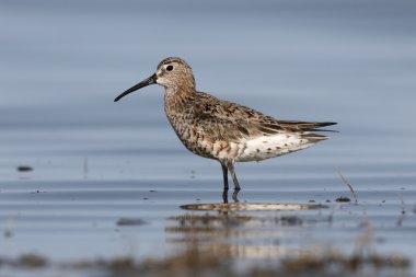 Kızıl kum kuşu, calidris ferruginea 