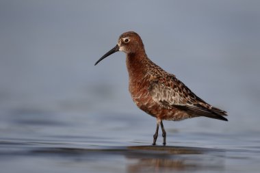 Kızıl kum kuşu, calidris ferruginea 