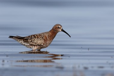 Kızıl kum kuşu, calidris ferruginea 