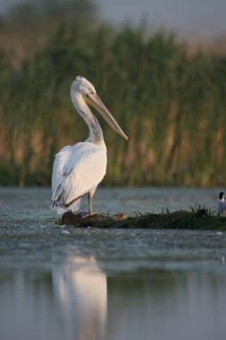 Dalmaçyalı Pelikan, pelecanus crispus