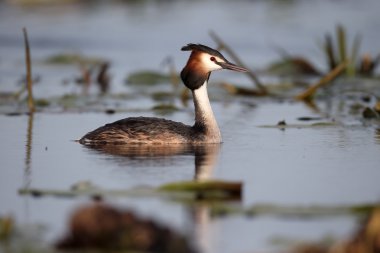 büyük tepeli batağan, podiceps cristatus   