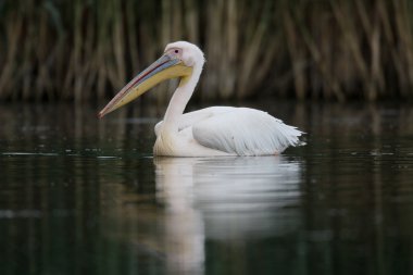 Büyük beyaz Pelikan, Pelecanus onocrotalus   