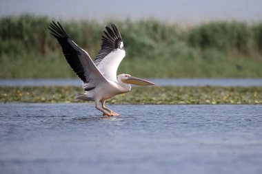 Büyük beyaz Pelikan, Pelecanus onocrotalus   