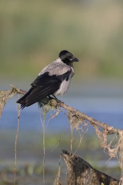 Kapüşonlu karga, Corvus corone cornix 
