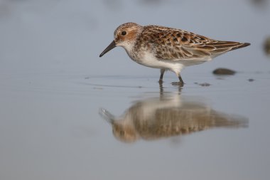 küçük bir ölçü calidris minuta