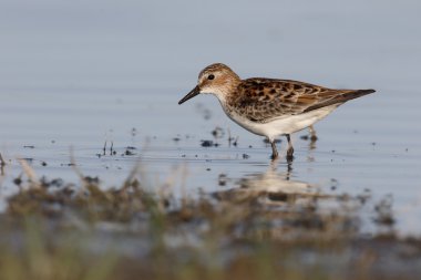 küçük bir ölçü calidris minuta