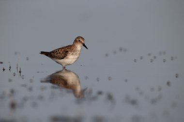 küçük bir ölçü calidris minuta