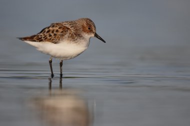 küçük bir ölçü calidris minuta