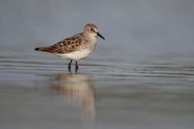 küçük bir ölçü calidris minuta