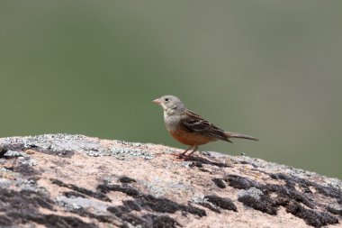Bayağı kiraz kuşu, emberiza hortulana     